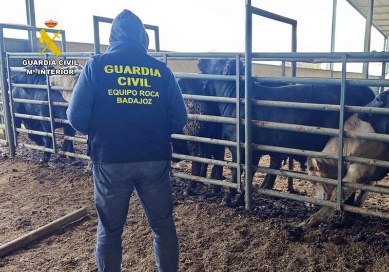 Siete investigados en Badajoz por alterar pruebas durante la detección de tuberculosis bovina